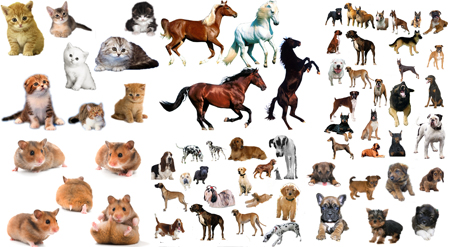 PSD ��������� - ��������