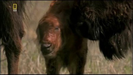 �����-������ / Thunderbeast (2006) SATRip(HDRip)