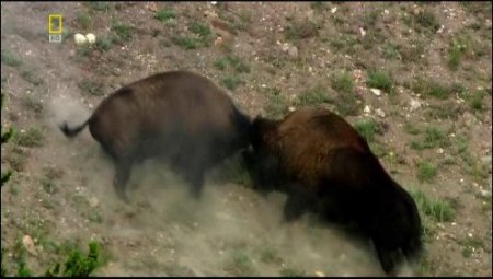 �����-������ / Thunderbeast (2006) SATRip(HDRip)