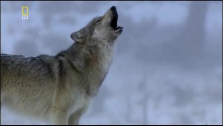 �����-������ / Thunderbeast (2006) SATRip(HDRip)