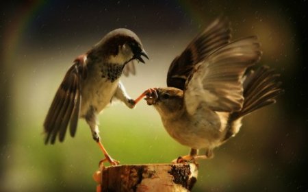 Beautiful HD Wallpapers. By Buster ������ 45