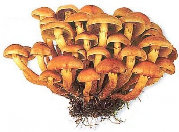 �����. ������������ / ����� �����