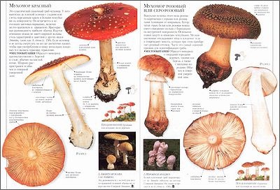 �����. ������������ / ����� �����