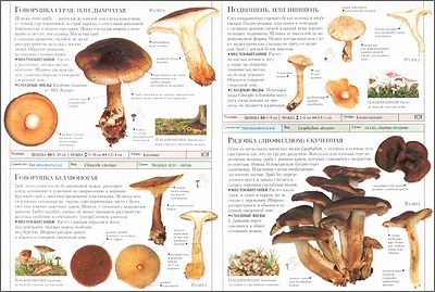 �����. ������������ / ����� �����