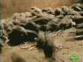 NG: �������� �����. ����� / NG: Animal Nightmares. Rats (2003) SATRip 