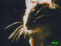 NG: �������� �����. ����� / NG: Animal Nightmares. Rats (2003) SATRip 