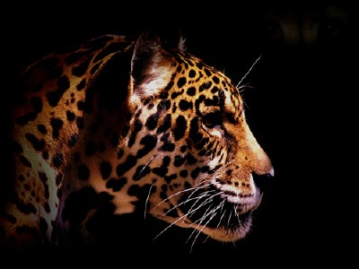 ���� �������� ����������. Airena wallapack 98