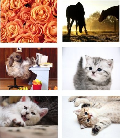 ���� �������� ����������. Airena wallapack 98