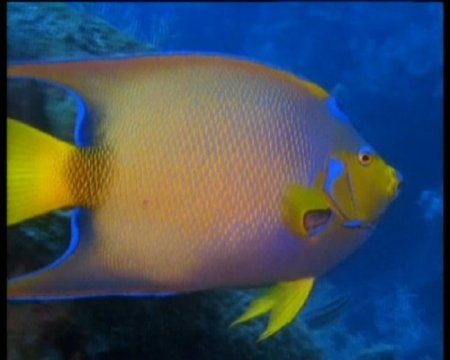 ��������� ���������� ���� / Jewels of the Caribbean sea (1994/DVDRip)