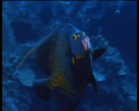 ��������� ���������� ���� / Jewels of the Caribbean sea (1994/DVDRip)