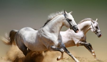     -    (1024x600/231 ./2011/JPG)