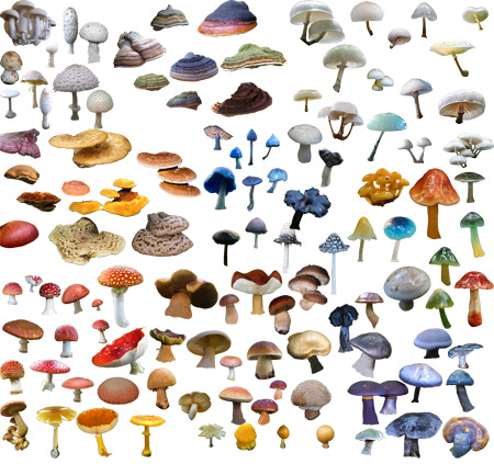 PSD ��������� - ����� / Mushrooms