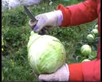  ��������� ������ ������ (2011)  SATRip