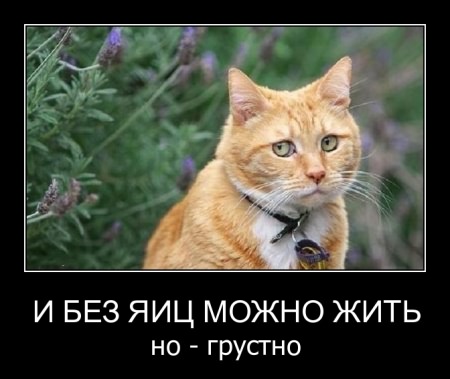 ���������� ������  �������� ������������� ����� 5 (2011)