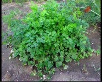  ��������� ��������� �������: �������� - ����� (2011)  SATRip