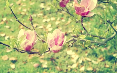 Wallpapers ������ ���� ��� �������� ����� (2011) � 235