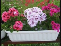  ��������� ������� �����������:������ � ������� (2011)  SATRip