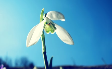 Wallpapers ������ ���� ��� �������� ����� (2011) � 252