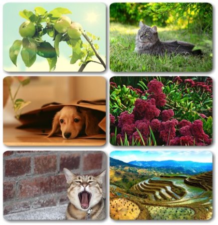 Wallpapers ������ ���� ��� �������� ����� (2011) � 261