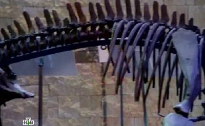 ������������ ������ - �������� ����. ������������� ���������� ���? (2011/SATRip)