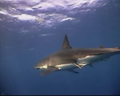 �����-������. ������ � ���� ������ / Great White. Deep Trouble (2000/DVDRip)