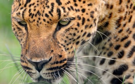 ������������� ������ ���� ����� ��� �������� ����� (2011) �303