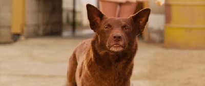 ����� ��� / Red Dog (2011/HDRip)