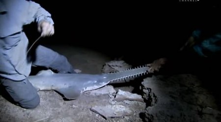 ������ ������� / River monsters (3 ����� 7 ��������/ 2011) IPTVRip