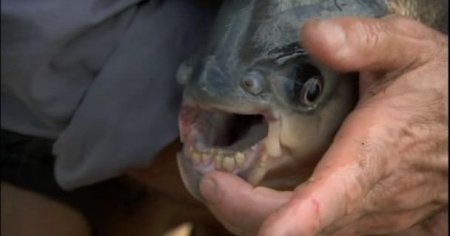 ������ ������� / River monsters (3 ����� 7 ��������/ 2011) IPTVRip