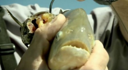 ������ ������� / River monsters (3 ����� 7 ��������/ 2011) IPTVRip