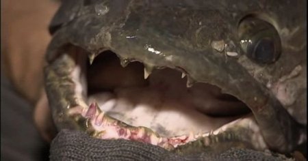 ������ ������� / River monsters (3 ����� 7 ��������/ 2011) IPTVRip