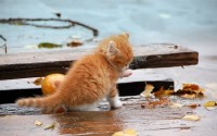 Beautiful Wallpapers for desktop - ���� �� ������� ���� - Release 450