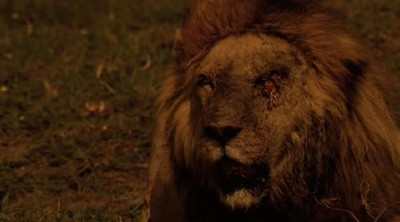 ��������� ���� / The Last Lions (2011/HDRip)