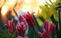 Selected Wallpapers - ���� ��� �������� ����� - Release 469