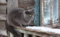Various Wallpapers - ���� ��� �� - Pack 510