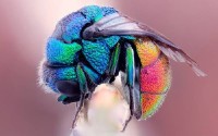 Mix Wallpapers - ��������� ����� �� ������� ���� 264