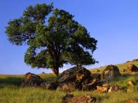 ���� ��� �������� ����� 272