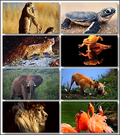 "Animals" - ���� � ��������� / 75 ����� ��������