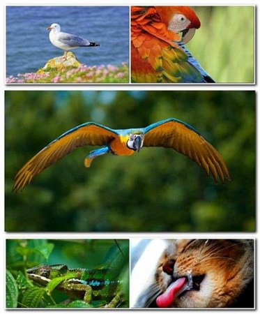 SuperPack Beautiful Animals HD Wallpapers Part 62