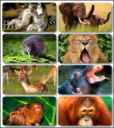 ���� - ��� ������������ �������� / 270 HQ ����