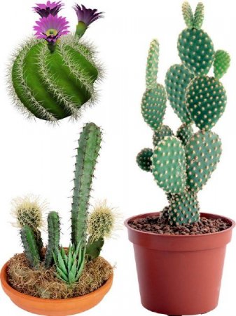 �������: �������� - ������