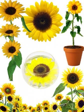 ��������: �����, �������� - ���������