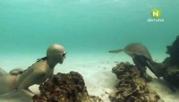 BBC: ��������� ��� ����������� / Dive Galapagos (2008) SATRip 