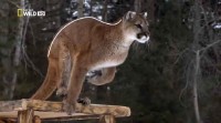 ����� �������: �� ������ ���� / America the Wild: Stalking the Mountain Lion (2012) HDTVRip 