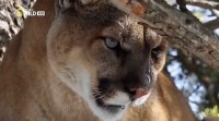 ����� �������: �� ������ ���� / America the Wild: Stalking the Mountain Lion (2012) HDTVRip 