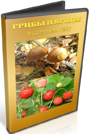 ����� � ����� � ������� ���� (2011) SATRip