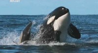 Animal Planets: ������ - �������. ����-������ / Killer Whales (2010) SATRip 
