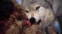 ����� �������: ����� � ���� � ���� ��������. ������ ������� ���� / America the Wild: Abenteur Wildnis. Inside The Wolf Pack (2011) BDRip 