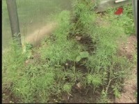 ����� � ��������. �������� �������� (���������)