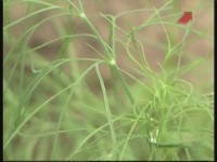 ����� � ��������. �������� �������� (���������)